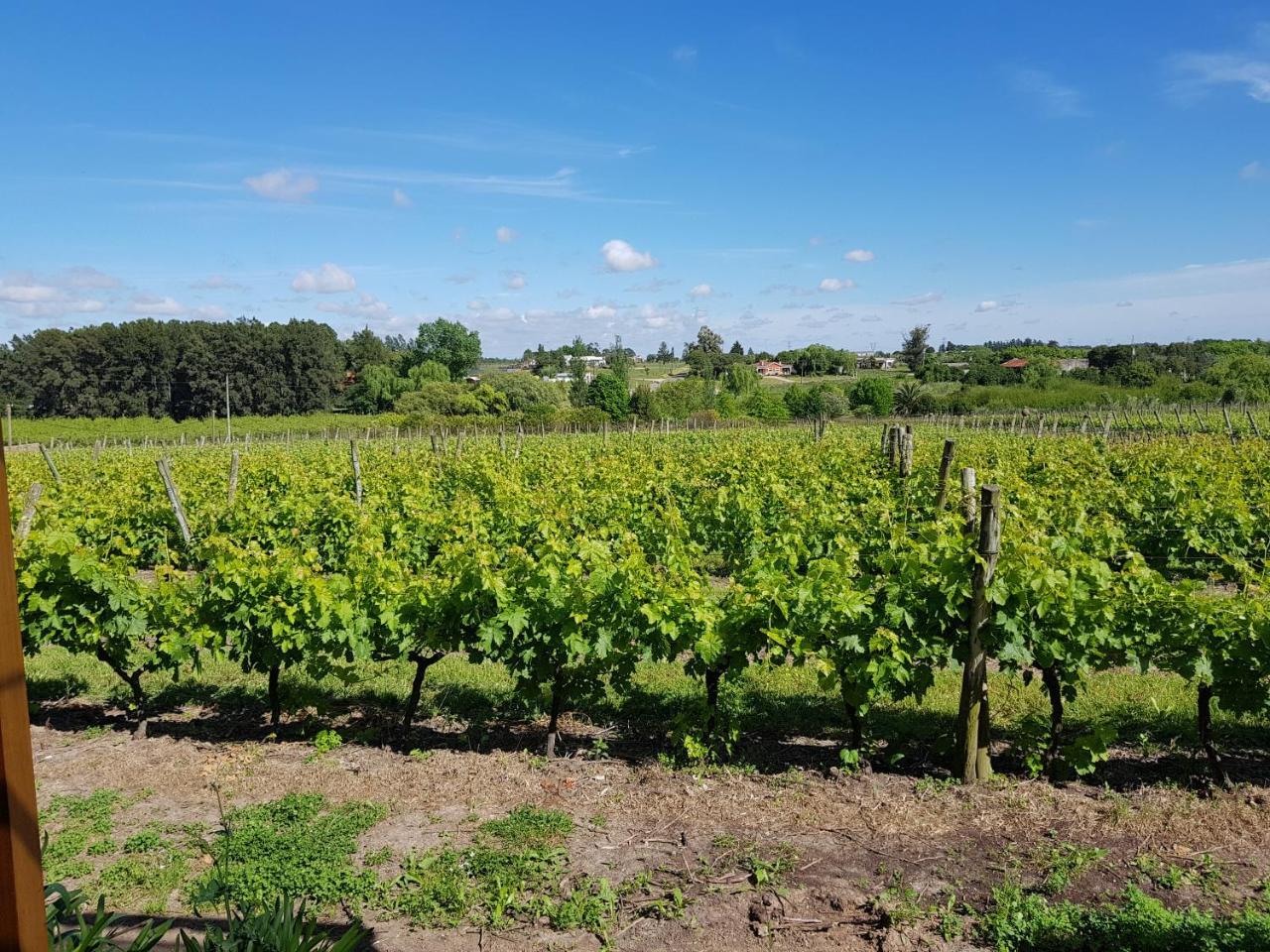 Pizzorno Lodge & Wine Progreso Bagian luar foto